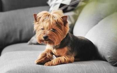 I have pets – what are the benefits of StainProtect for me??